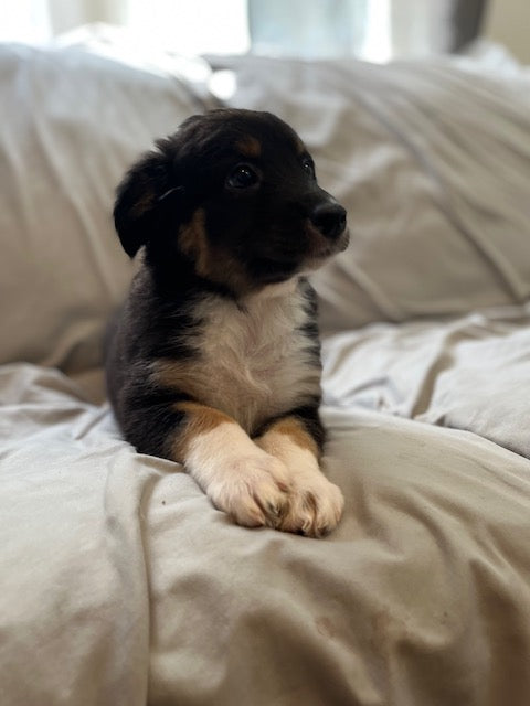 Cali's Puppies