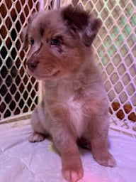 Nala's Puppies