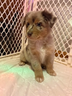 Nala's Puppies