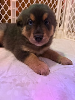 Nala's Puppies