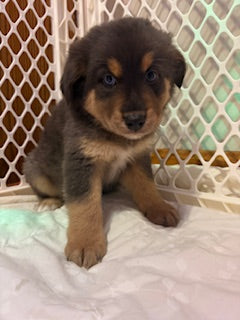 Nala's Puppies