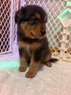 Nala's Puppies