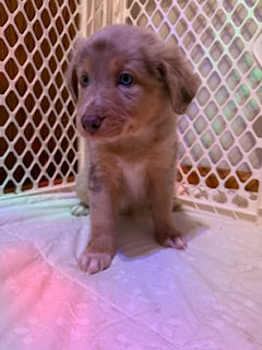 Nala's Puppies