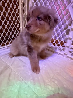 Nala's Puppies