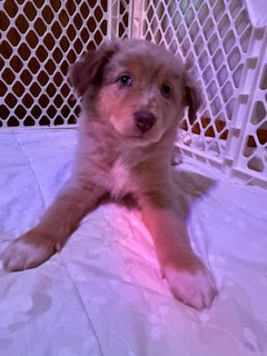 Nala's Puppies