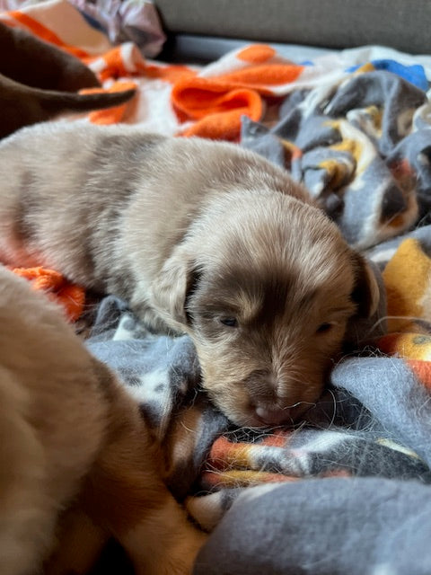 Rosie's Puppies