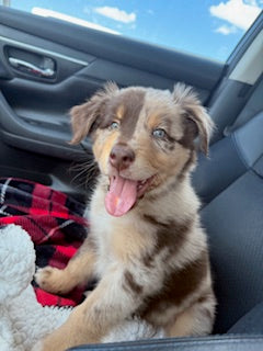 Nala's Puppies