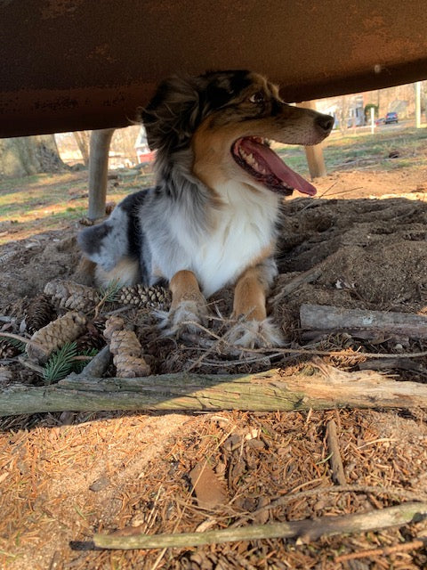 Blue Merle Aussie
