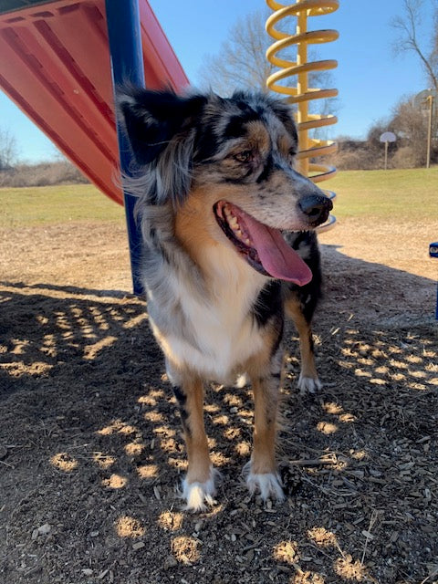 Blue Merle Aussie