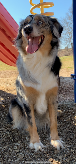 Blue Merle Aussie