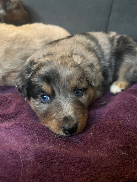 Mia's Puppies