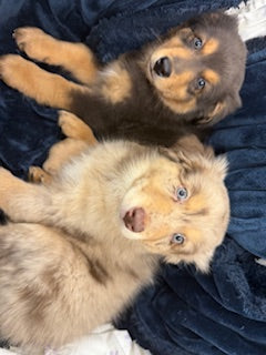Nala's Puppies