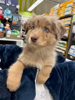 Nala's Puppies