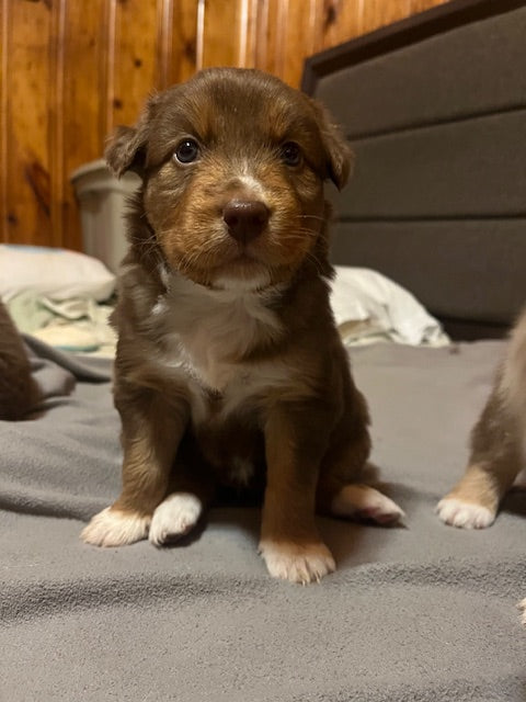Rosie's Puppies
