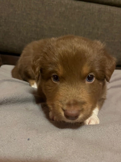 Rosie's Puppies