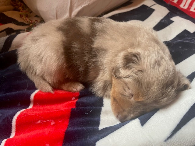 Rosie's Puppies