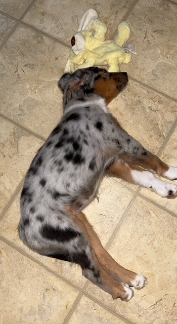 Mia - CT AUSSIES