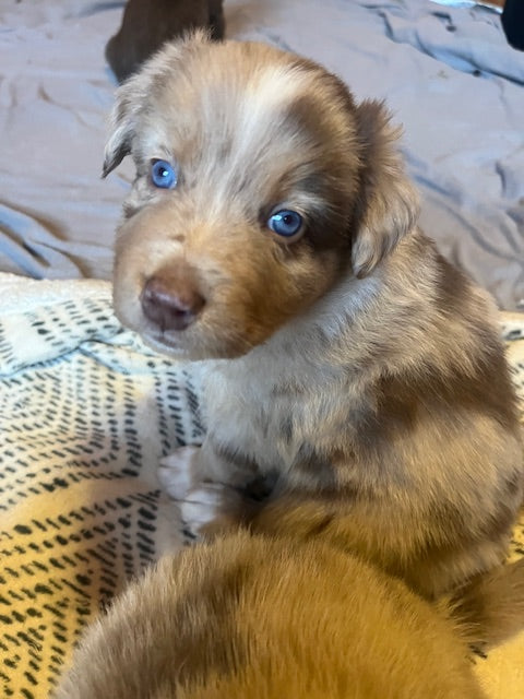 Rosie's Puppies