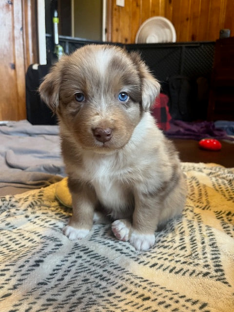 Rosie's Puppies