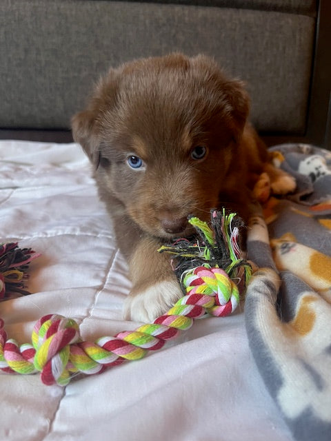 Rosie's Puppies