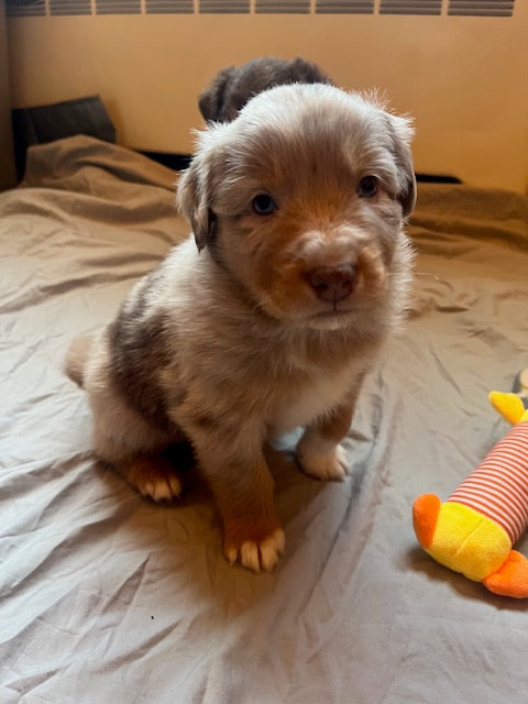 Rosie's Puppies
