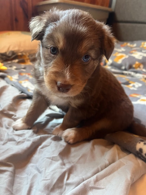 Rosie's Puppies