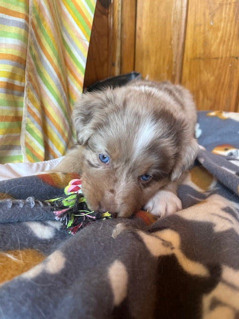 Rosie's Puppies