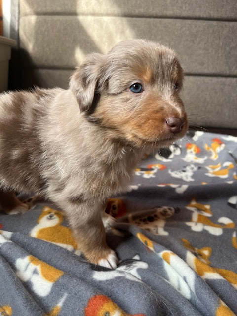 Rosie's Puppies