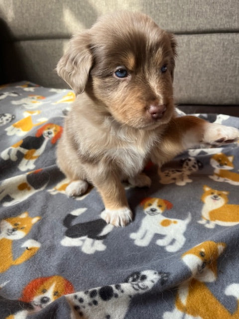 Rosie's Puppies