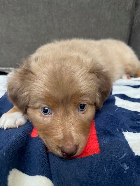 Mia's Puppies