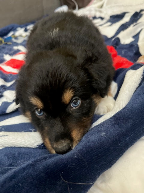 Mia's Puppies