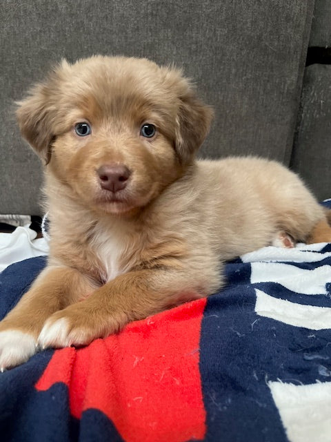 Mia's Puppies