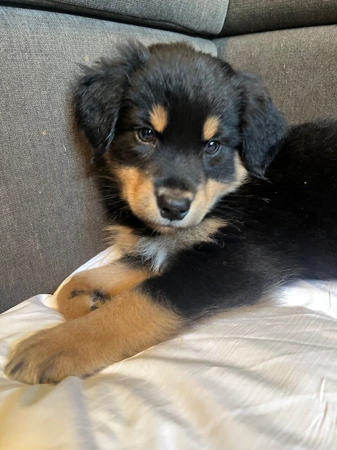Mia's Puppies