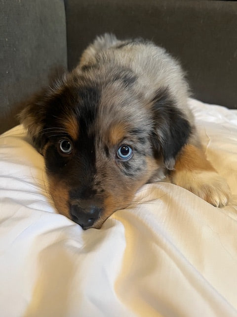 Mia's Puppies