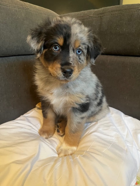 Mia's Puppies