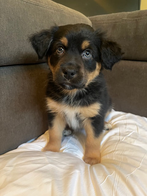 Mia's Puppies