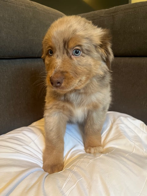 Mia's Puppies