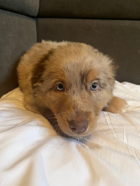 Mia's Puppies