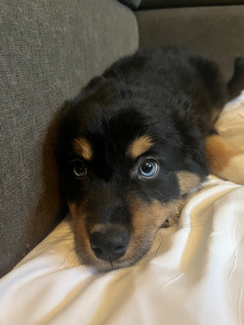 Mia's Puppies