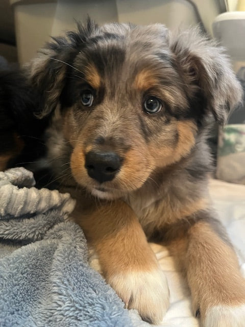 Mia's Puppies