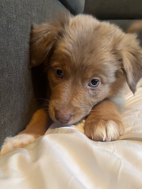 Mia's Puppies