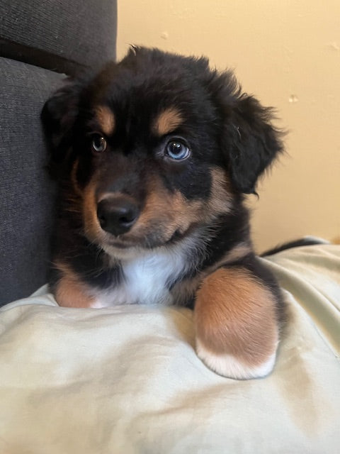 Mia's Puppies