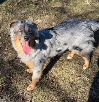 Blue Merle Aussie