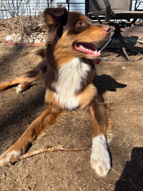Rolo