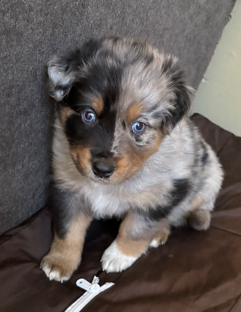 Mia's Puppies