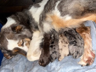 Nala's Puppies