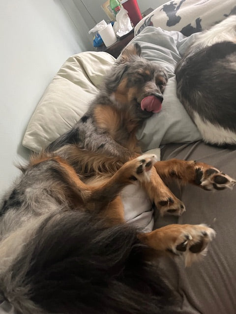 Mia - CT AUSSIES