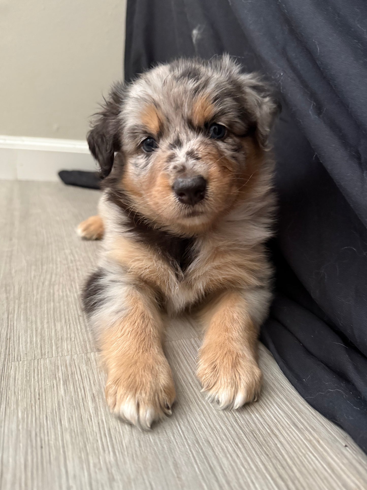 Nala's Puppies