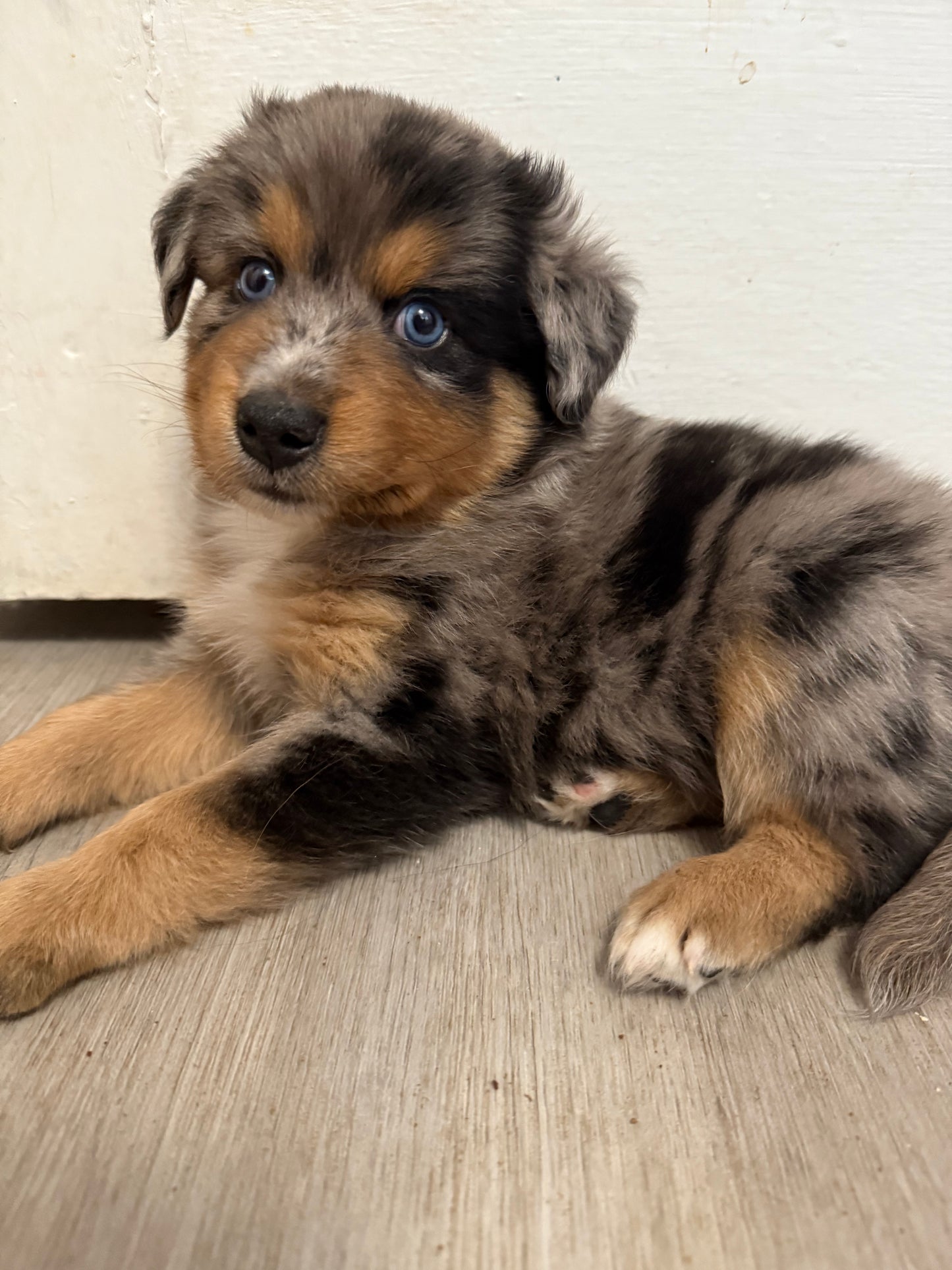 Nala's Puppies