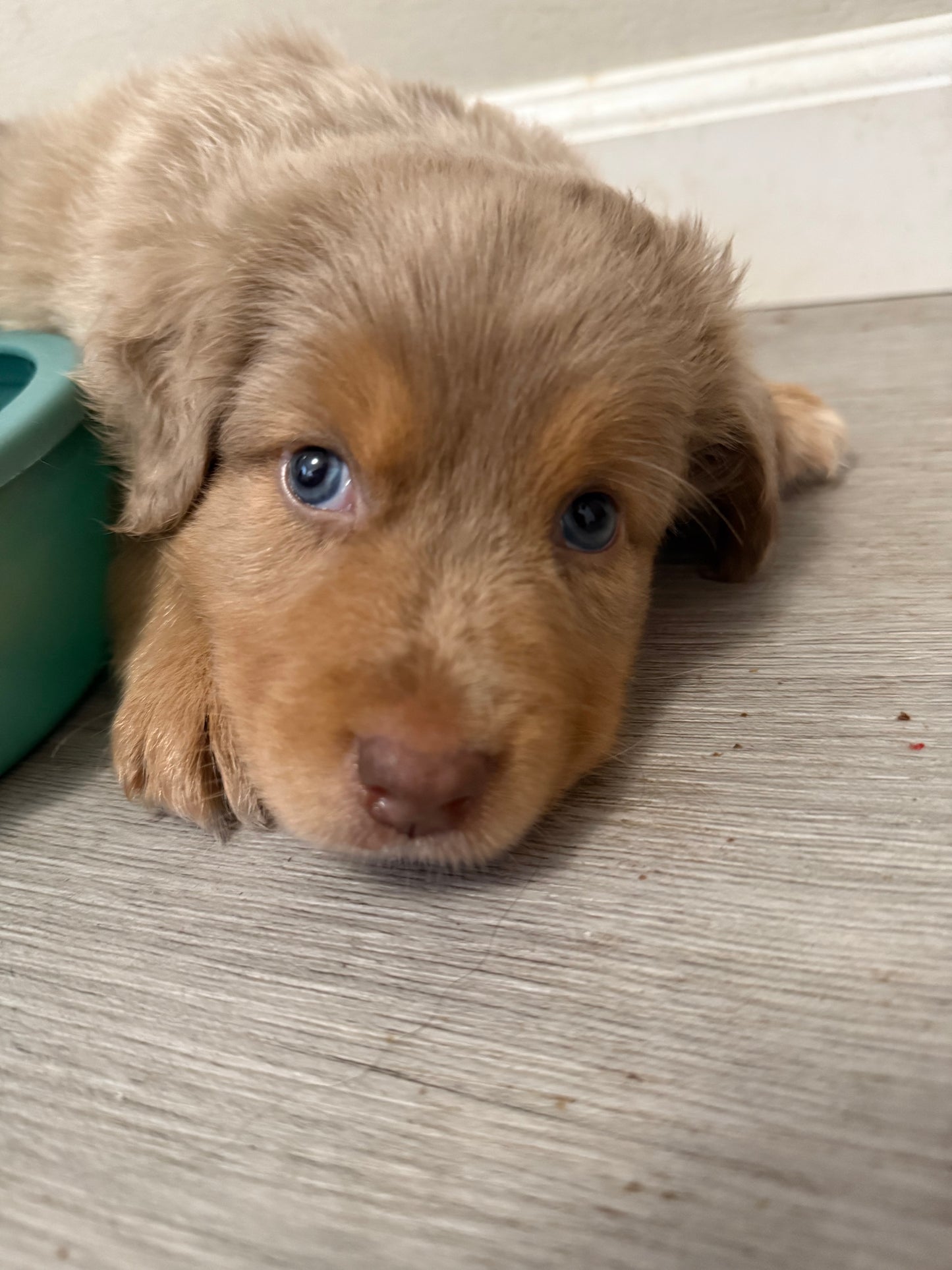 Nala's Puppies